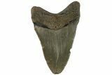 Fossil Megalodon Tooth - North Carolina #200673-1